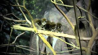 Bolivian gray titi monkeys.mov