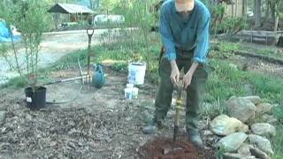 how to plant a tree or shrub