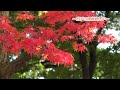 盛岡城跡公園（岩手公園）の紅葉2014 パート3 盛岡観光おすすめ 岩手観光スポット