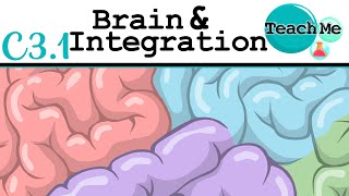 (C3.1) - Brain \u0026 Integration - IB Biology (SL/HL)