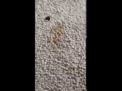 How to Clean Dog Poop or Diarrhea From Your Carpet How to Clean Dog Poop or Diarrhea From Your Carpet