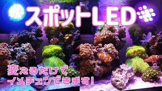 【海水アクアリウム】スポットLEDを変えるだけで印象が変わります