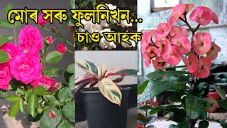 মোৰ সৰু ফুলনিখন... আহকচোন এবাৰ চাও৷ My Flower Garden|