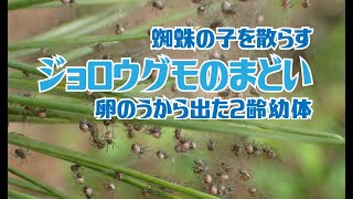 ジョロウグモのまどい　蜘蛛の子を散らす　Trichonephila clavata