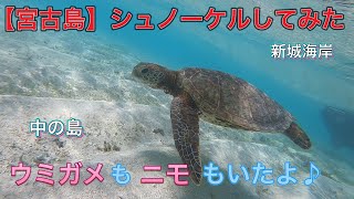 【宮古島】シュノーケルしてみた！中の島や新城海岸でシュノーケルをしたら凄かった！ウミガメとニモに会えたよ♪