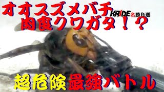 【肉食クワガタ！？】オオスズメバチ　VS　オオヒョウタンゴミムシ