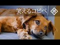 【朗読】笑えるコピペ