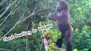 小金剛Ringo不拿菜菜 跑到樹上對姊姊拍胸Ringo didn't take the greens and did chest beating to keeper#金剛猩猩 #gorilla