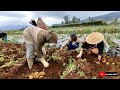 dieng potato harvest potato cultivation in indonesia