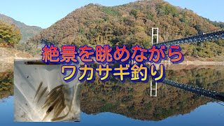 【川釣り】室生ダムで紅葉を眺めながらワカサギ釣り