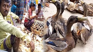 ঢাকার আশুলিয়া হাটে হাঁসের দাম কম,কবুতর ও অন্যান্য সব ধরনের পাখি পাওয়া যায় এই হাটে | আশুলিয়া হাট ২০২৪