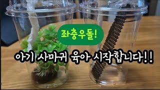 좌충우돌! 아기 사마귀 육아 ❤️ #사마귀 #제발돼라 #사마귀키우기 #mantis #정브로 #에그박사