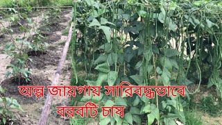 অল্প জায়গায় বরবটি চাষ পদ্ধতি। সারিবদ্ধভাবে বরবটি চাষ। স্বল্প খরচে বরবটি চাষ।২শতক জায়গায় বরবটি চাষ।