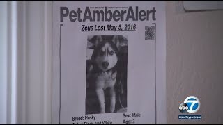 San Bernardino man claims woman has his lost service dog and is refusing to give it back | ABC7