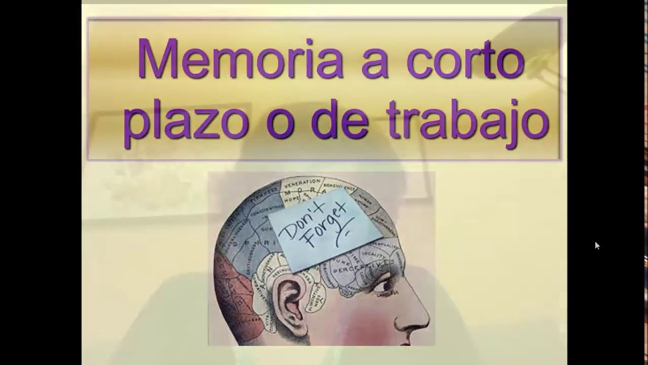 Que Es La Memoria De Trabajo - Ajore