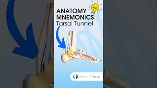 Anatomy Mnemonics: Tarsal Tunnel #anatomy #mnemonics