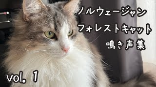 【個人的猫語翻訳】ノルウェージャンの鳴き声集めてみました。 ノルウェージャンフォレストキャット