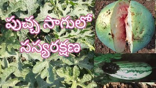 పుచ్చ సాగులో సస్యరక్షణ | Plant protection in watermelon cultivation