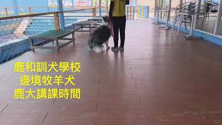 鹿大講課時間：邊境牧羊犬