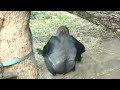 20230322 上野動物園　ニシゴリラ①　赤ちゃんゴリラのスモモちゃん　お兄ちゃんのリキにしがみついたり、おぶんされる　父や姉たちに監視されるリキ