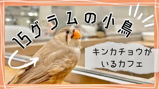 【ほのぼの】キンカチョウのカフェ散歩☕️【癒し】