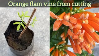 How to grow Orange flam vine from cutting | Trumpet vine | Pyrostegia venusta | Propagation