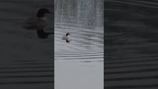 Goosander (female)