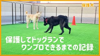 【保護犬】保護してドッグランでワンプロできるまでの記録