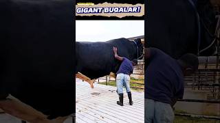 GIGANT BUQALAR DUNYOSI!!! Ko‘ring va zavqlaning!!! 😱😱😱