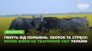 Гинуть від поранень, хвороб та стресу: вплив війни на тваринний світ України | 1kr.ua