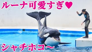 レスキューランディング後のルーナ可愛すぎ♥ 鴨川シーワールド シャチショー KamogawaSeaWorld  orca killerwhale