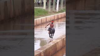 First attempt #kambala #kambula #trending #race #karnataka #udupi #mangalore #kudla #karkala #tulu