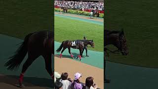 2024.5.26　ドゥラレジリエント　東京10Rパドック