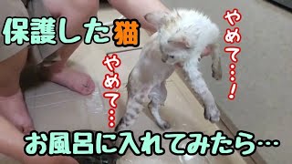 【保護猫】やめて～!暴れる!?保護した子猫初めてのお風呂