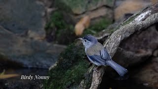 EP. 96 ดูนกที่ภูหลวง มีนาคม ตอนที่ 2 ( Bird watching at PHU LUANG WILDLIFE SANCTUARY )