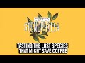 Tasting The Lost Species That Might Save Coffee