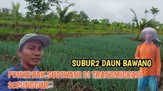 HASIL MENGGUNAKAN PUPUK POC DAUN BAWANG PAK SUDIWANI HIDUP DENGAN SUBUR