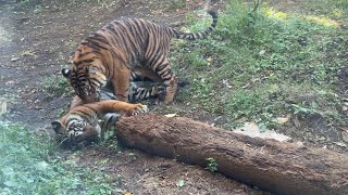 三つ子の様子をお届け【‎2024年‎11月7日】【上野動物園】スマトラトラ