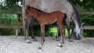 COLT HISPANO ÁRABE LUSITANO 🐎  WINDWAR DE ROVALLINES Y MANA YEGUA HISPANO LUSITANA 🐎