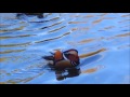 mandarin duck on the move