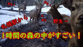 北海道・札幌の中心から車でたった1時間！エゾシカの天国があるって知ってる？【自動撮影カメラで野生動物調査】昼編