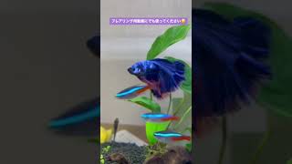 いい感じに撮れたんでフレアリング用動画にでも使用してください😏 #アクアリウム #tropicalfish #ベタ #ベタ飼育 #rumblefish