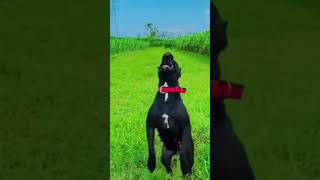 PITBULL JUMP #shorts #viral #youtubeshorts #instagram #video #youtubeshorts