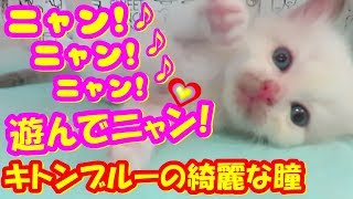 ツンデレ子猫と甘えた仔猫が遊んでニャン!ニャン!遊んでニャン!ｗｗ❤My cute Kittens And Funny Kitten Videos.