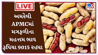 Mandi : અમરેલી APMCમાં મગફળીના મહત્તમ ભાવ રૂપિયા 9015 રહ્યા | Tv9News