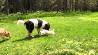 Landseer Caesar wrestling