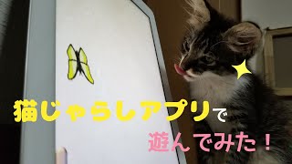 猫じゃらしアプリを子猫に遊ばせてみた！Cute kittens play the cat toy app!