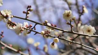 梅薫る縮景園(Shukkeien Garden where plum smells in Hiroshima City Japan)a6500 4k