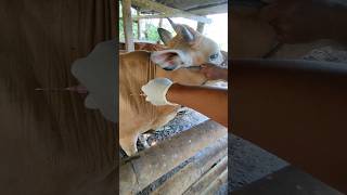 Injeksi vitamin #pelayanankesehatanhewan #pengobatanternak #peternakbreeding #vet #cow #cattle