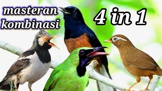 masteran kombinasi 4 in 1 jalak suren , murai batu, wambi dan cucak ijo